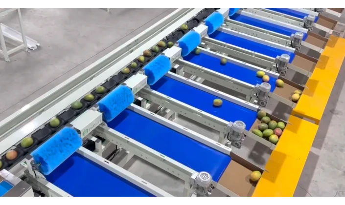 JC SORT Mango Washing, Sorting & Packing Line