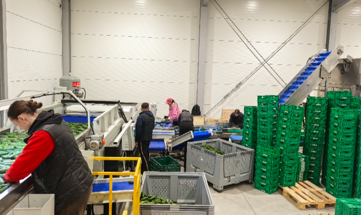 JCSORT Cucumber Sizing Machine—The Path to Efficiency Innovation for Polish Fruit and Vegetable Proc