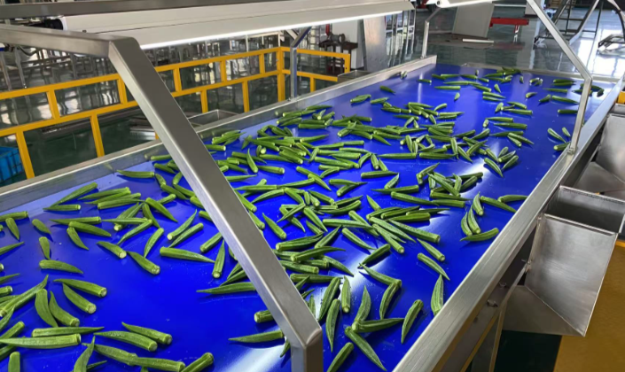 JCSORT Okra Washing, Sorting, and Packaging Line