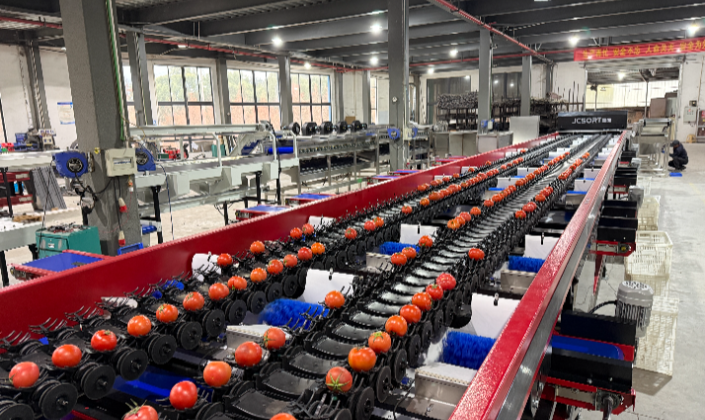 The four-channel optical weight sorting line for tomatoes has successfully completed factory integra