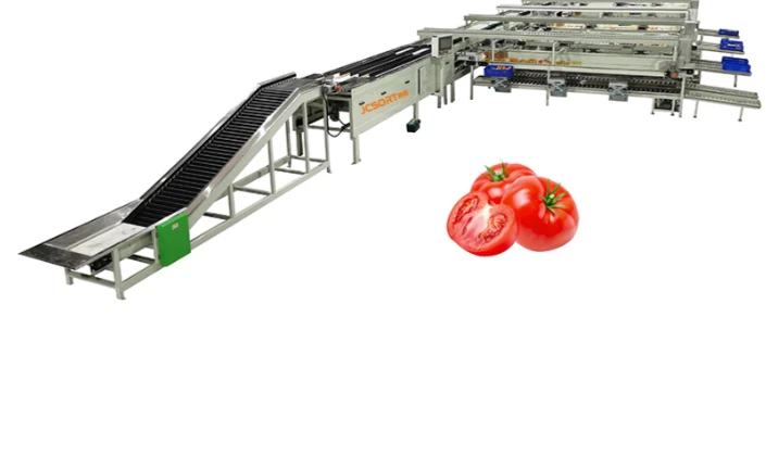 JCSORT Tomato Sorting Solution: Multi-dimensional customization to meet the needs of all tomato proc