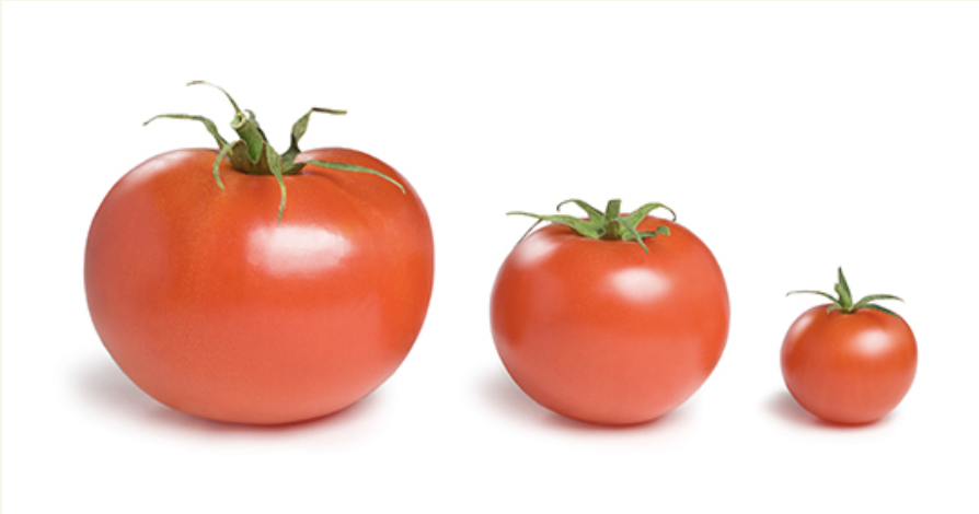 Looking for a customized cherry tomato grading solution?